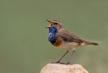 Vroeg vogelen in de Volgermeer!