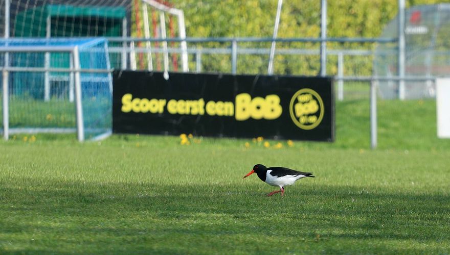 Bonte Piet Op het Ballenveld / Bert Zijlstra