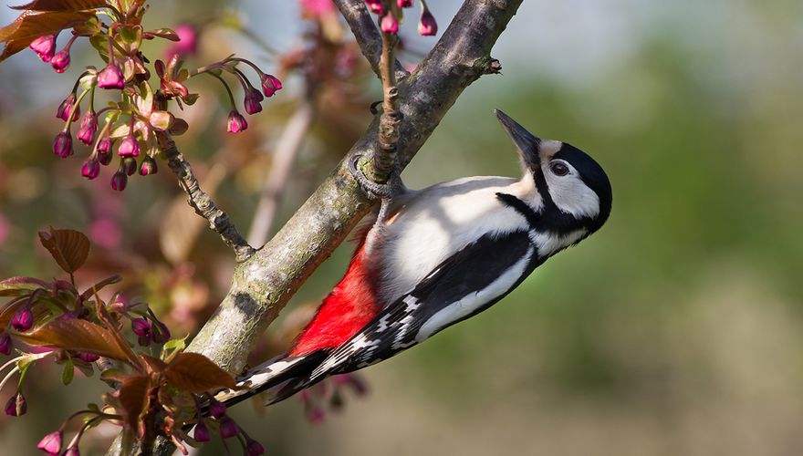 Grote bonte specht / Jan Jongejan (Fotogalerij)