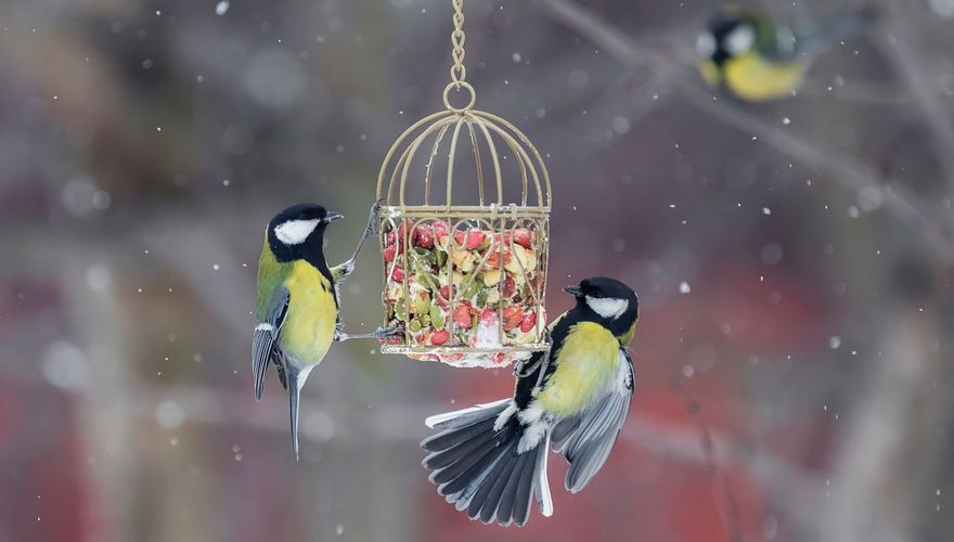 Koolmees voer / Shutterstock