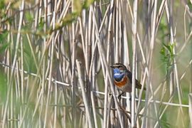 Blauwborst in het riet