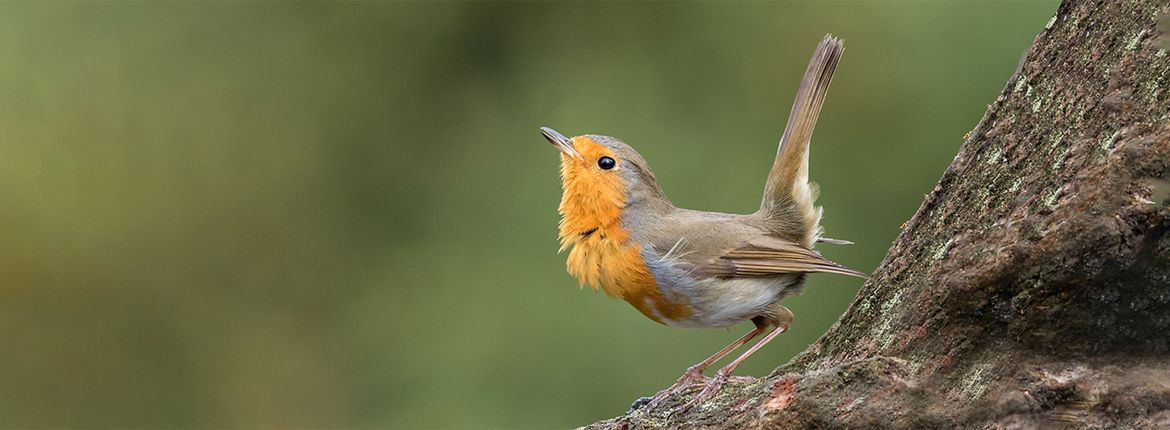 Roodborst / Shutterstock