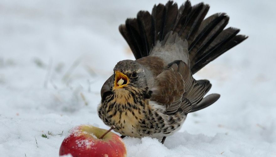 Kramsvogel / Jelle de Jong