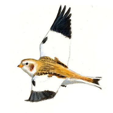 sneeuwgors vliegend mannetje / Elwin van der Kolk