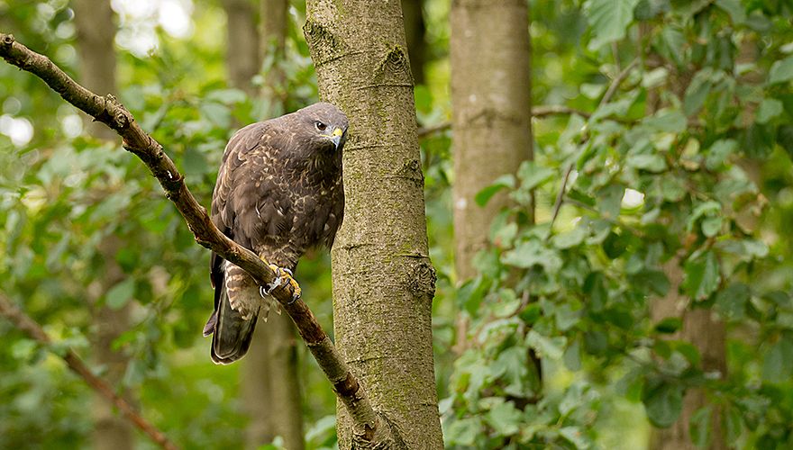 Buizerd / Hans Peeters