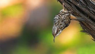 Boomkruiper / Shutterstock