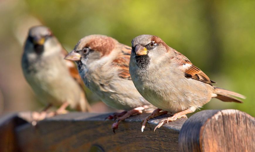 Huismus | Vogelbescherming