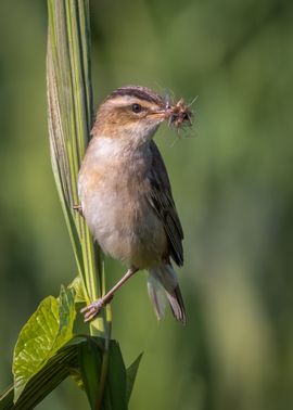 Met een bek vol... insecten!