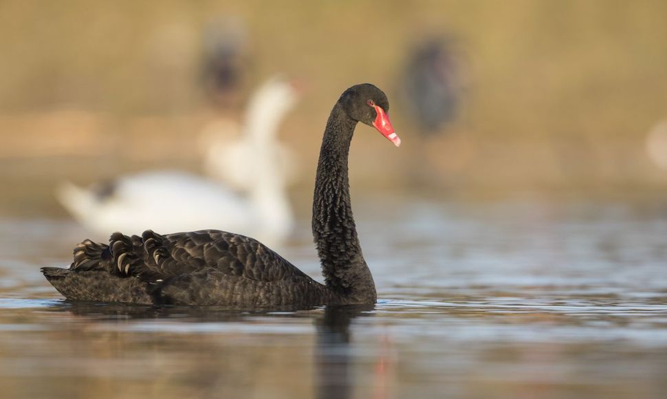 Zwarte zwaan / Agami