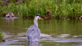 Reiger op jacht