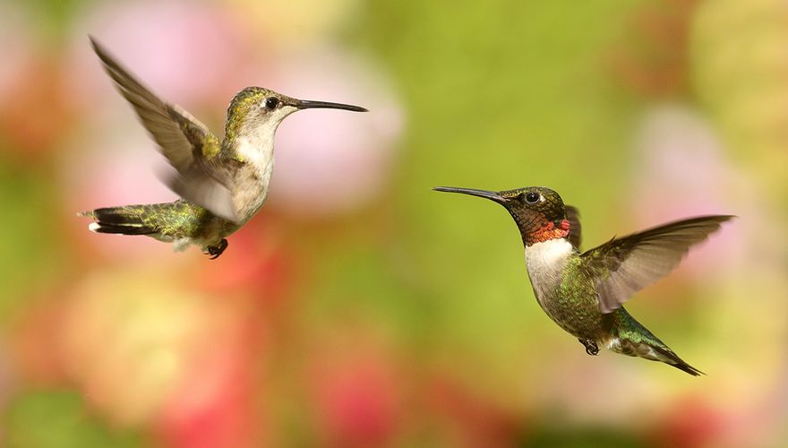 Ruby-throated Hummingbirds / Shutterstock