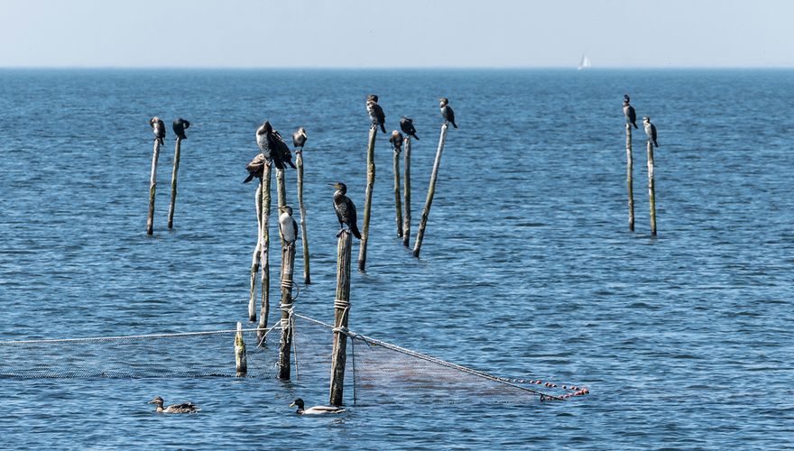 Aalscholvers / Shutterstock