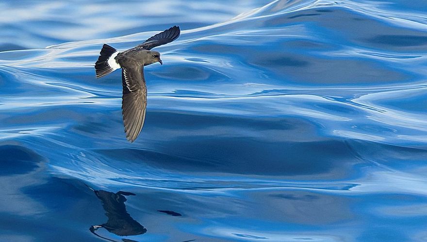 Mediterraan Stormvogeltje / Marc Guyt AGAMI