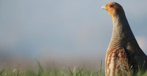 Patrijs / Gydo Koster, Fotogalerij