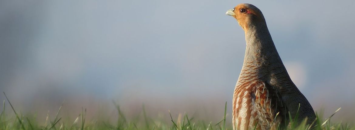 Patrijs / Gydo Koster, Fotogalerij