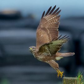 Buizerd in de polder