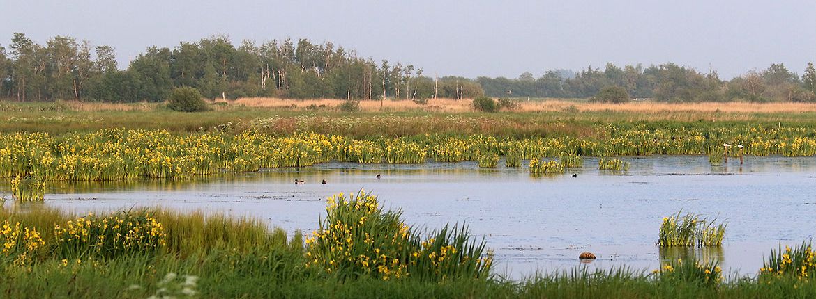 Alde Feanen / Vincent Douwes