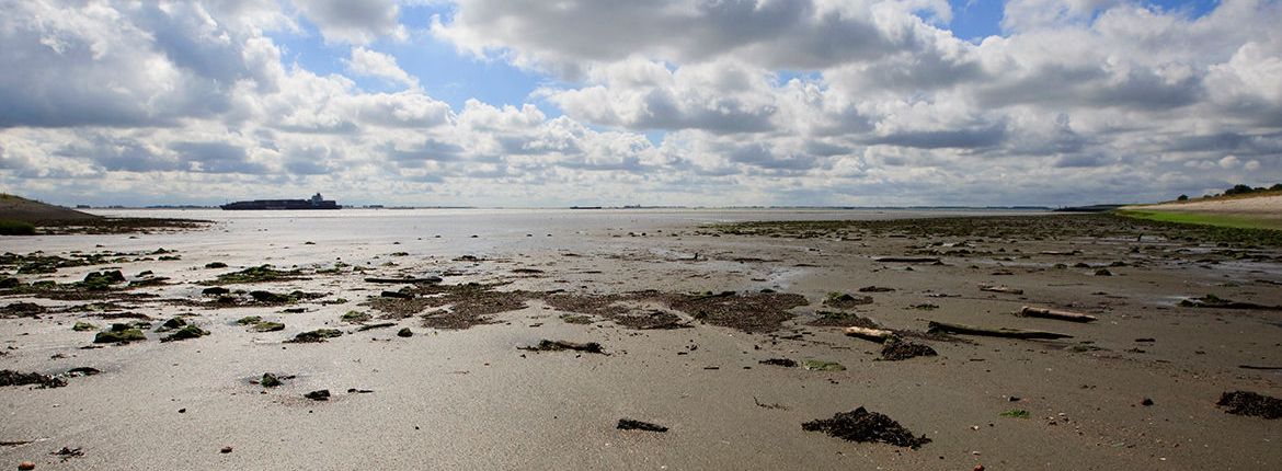 Westerschelde / Agami - Wil Leurs