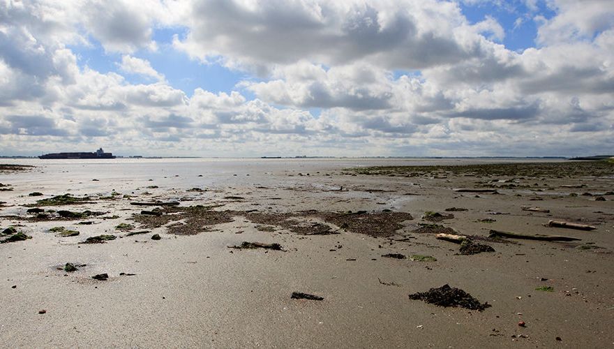 Westerschelde / Agami - Wil Leurs