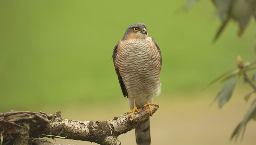 Sperwer / Astrid Windmeijer Vogelfotogalerij