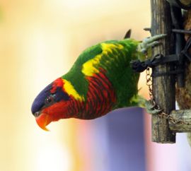 Ornatelorikeet / Barend van Gemerden