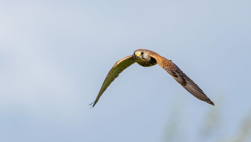 Torenvalk / Angèl in 't Veld, Fotogalerij