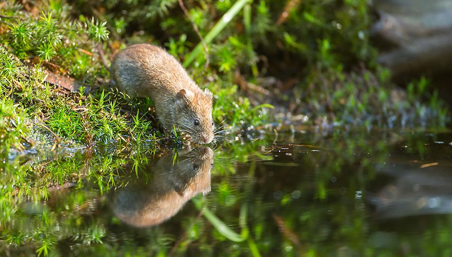 Rosse woelmuis / Rob Kempers