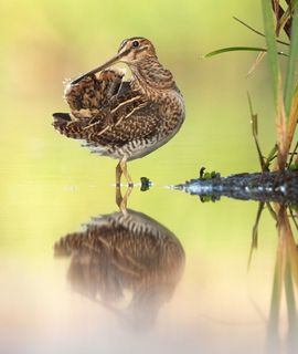 Poetsende Watersnip