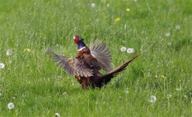 Pronken met je eigen veren