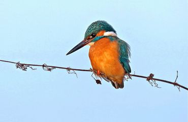 IJsvogel / Koos Dansen