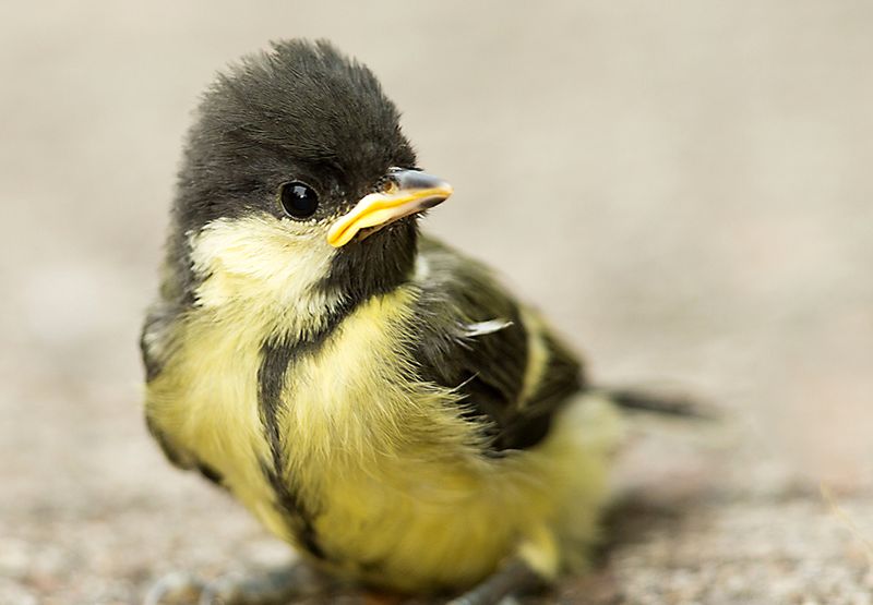 Koolmees / Annie Keizer (Fotogalerij)