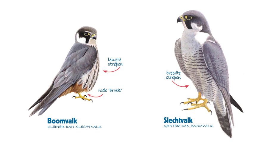 Infographic boomvalk-slechtvalk