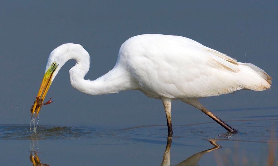 Grote zilverreiger / Agami