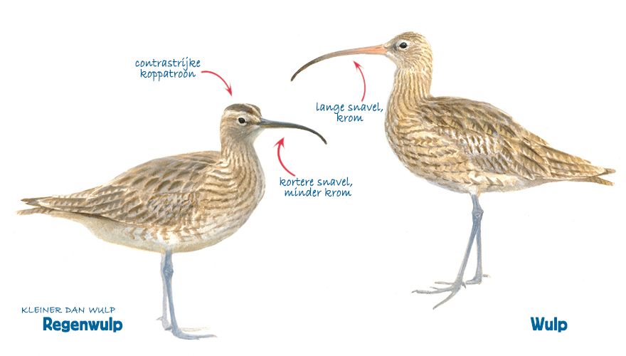 Infographic regenwulp en wulp