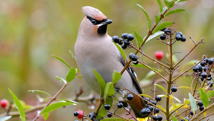 Pestvogel op liguster / Shutterstock