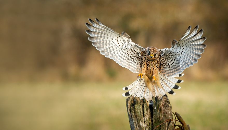 Torenvalk / Shutterstock