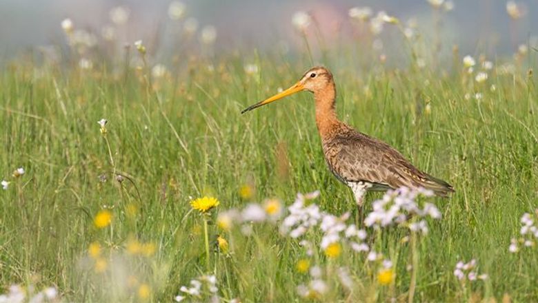 Cursus Boerenlandvogels in Nederland