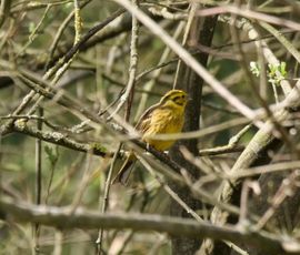 Toch nog gelukt scherp te stellen tussen al die takken