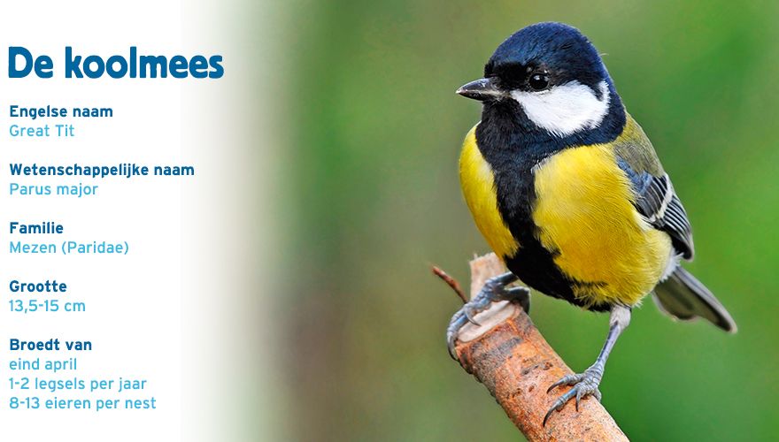 Koolmees paspoort tuinvogelcursus