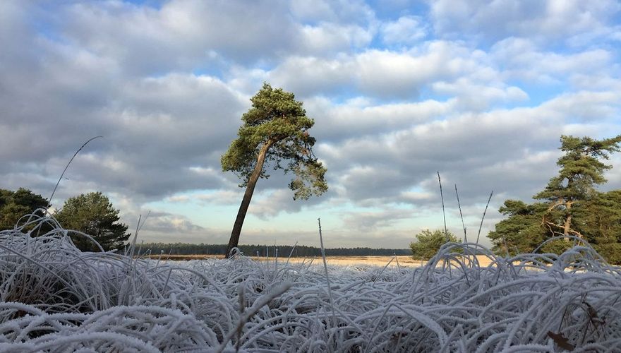 Deelerwoud / Anton Vos Natuurmonumenten