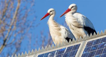 Ooievaars op zonnepanelen / Shutterstock