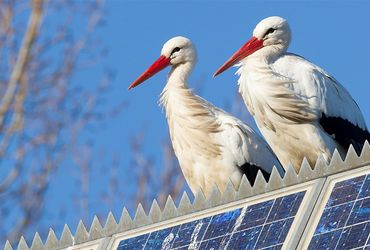 Ooievaars op zonnepanelen / Shutterstock