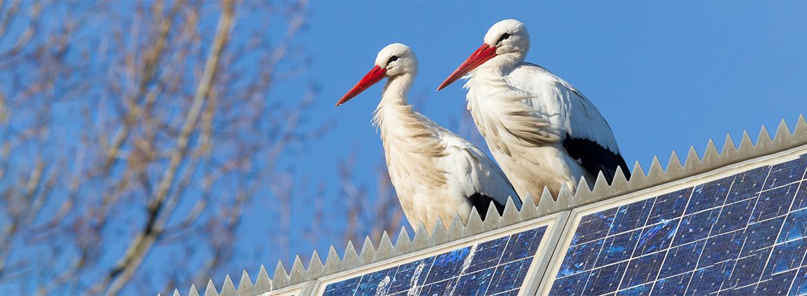 Ooievaars op zonnepanelen / Shutterstock