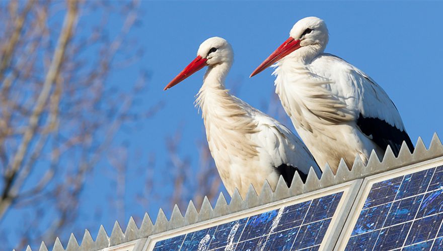 Ooievaars op zonnepanelen / Shutterstock