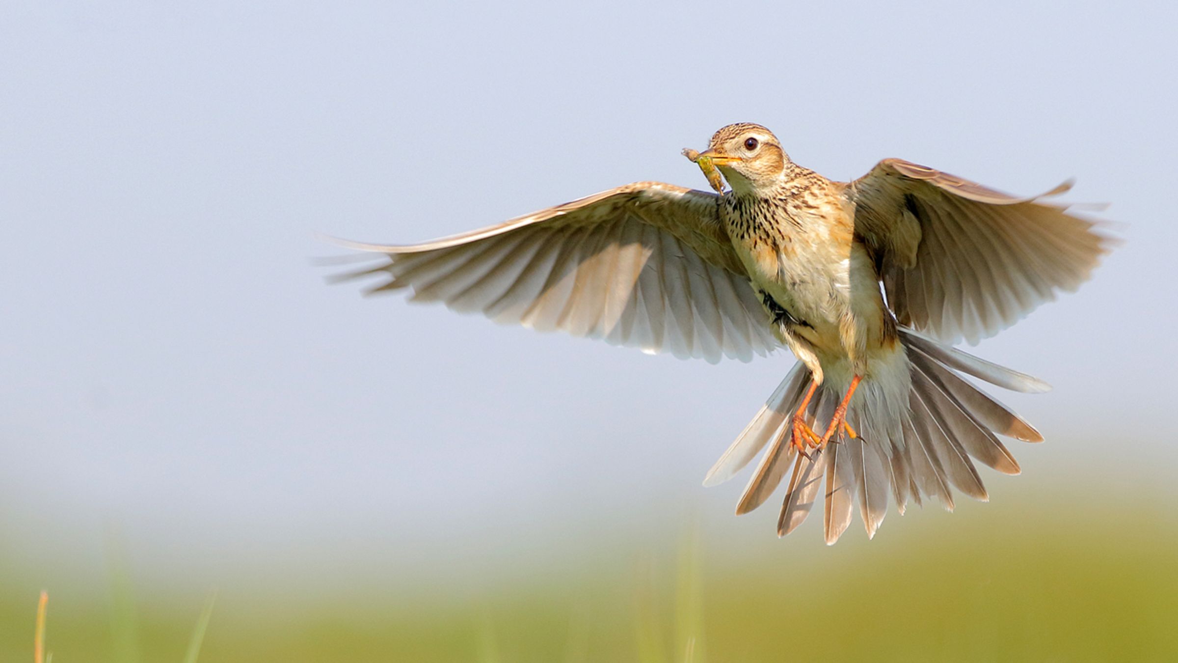 Veldleeuwerik / Shutterstock