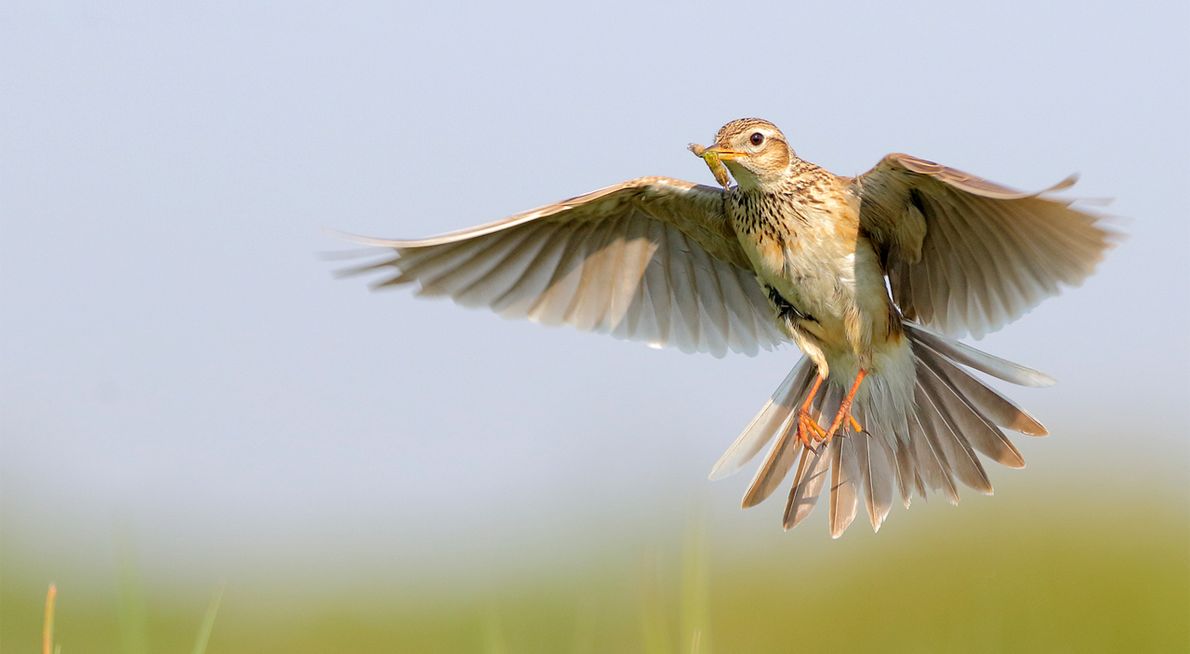 Veldleeuwerik / Shutterstock