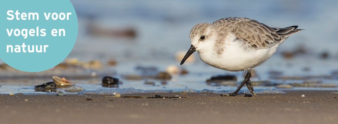 Drieteenstrandloper/ AGAMI Wil Leurs