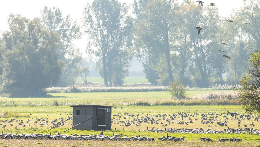 Kraanvogels vanuit vogelhut / Hans Peeters