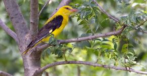 wielewaal / Birdphoto