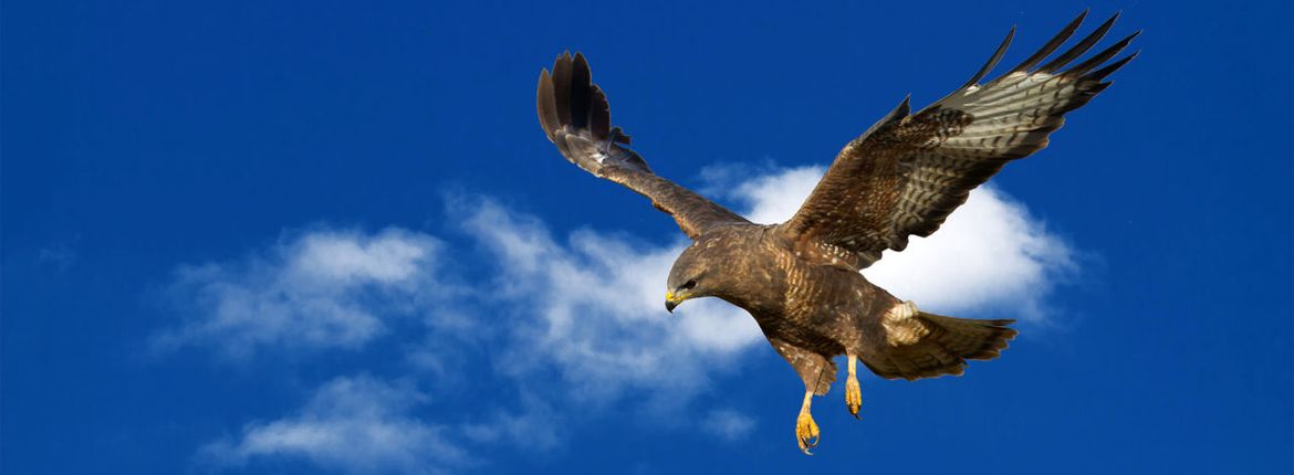 Buizerd / Shutterstock